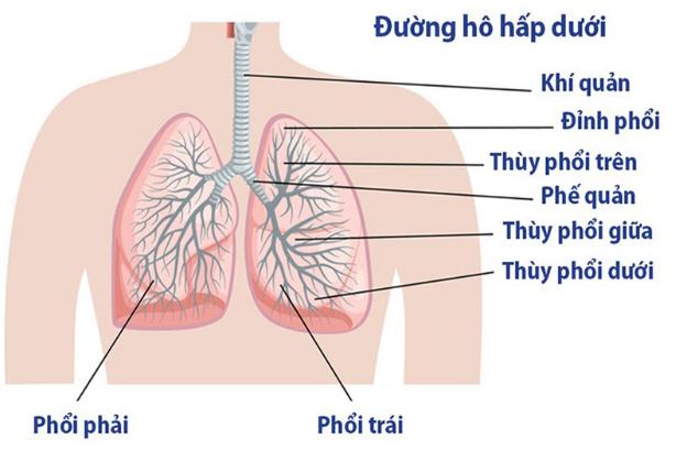 Các triệu chứng của viêm đường hô hấp dưới là những gì?
